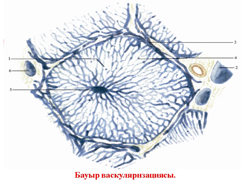 Бауыр васкуляризациясы.